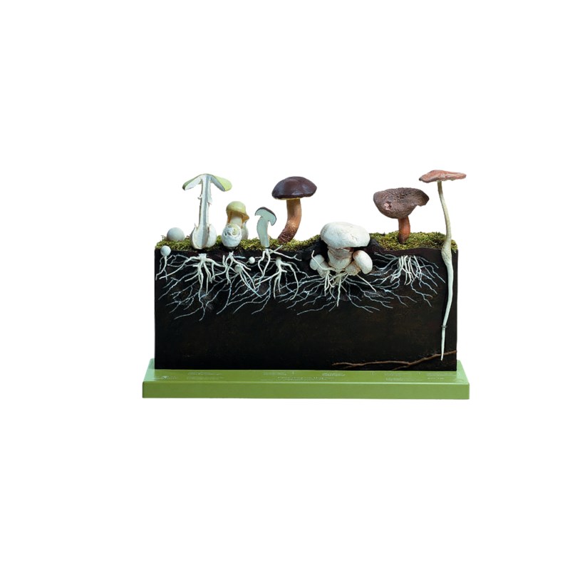 Model paddestoelen Somso