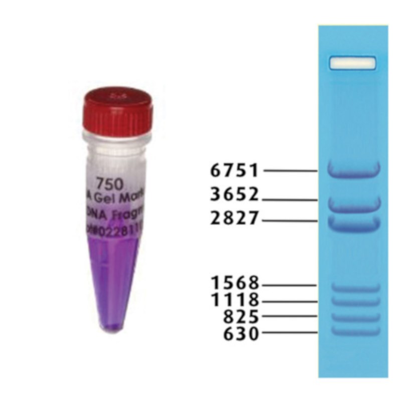 Edvotek standaard DNA markers #750-1