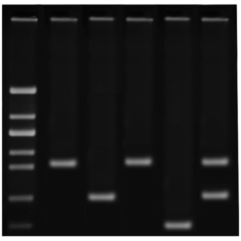 Edvotek DNA Fingerprinting Using PCR #371