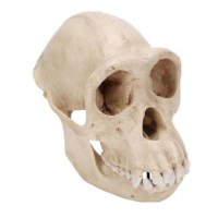 Schedel Chimpansee Vrouwelijk - Replica