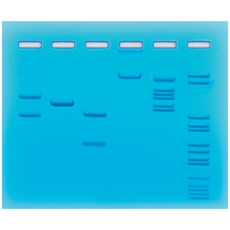 Restrictie-enzymsplitsing van plasmide- en lambda-DNA