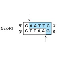 Restrictie-enzymsplitsing van plasmide- en lambda-DNA