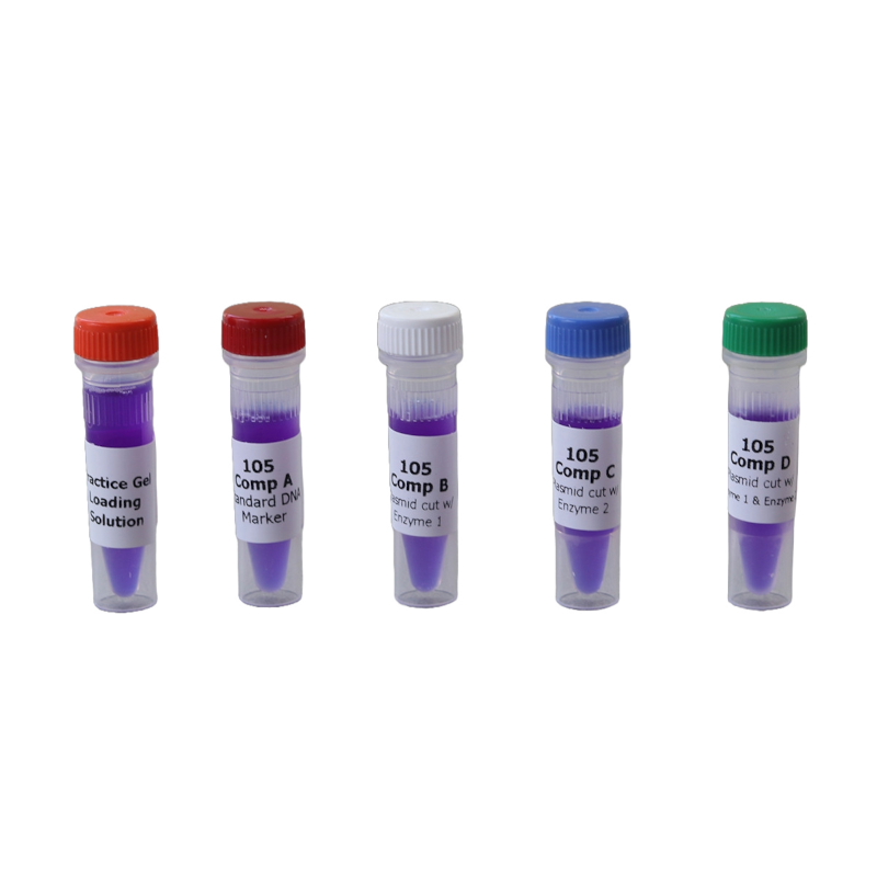 DNA samples voor 24 gels In kaart brengen van restrictieplaatsen op plasmide DNA