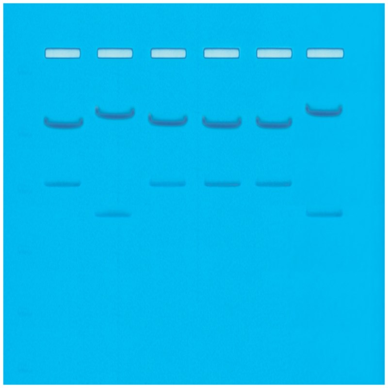 DNA Fingerprinting - Restrictie enzymen - 8 gels#109