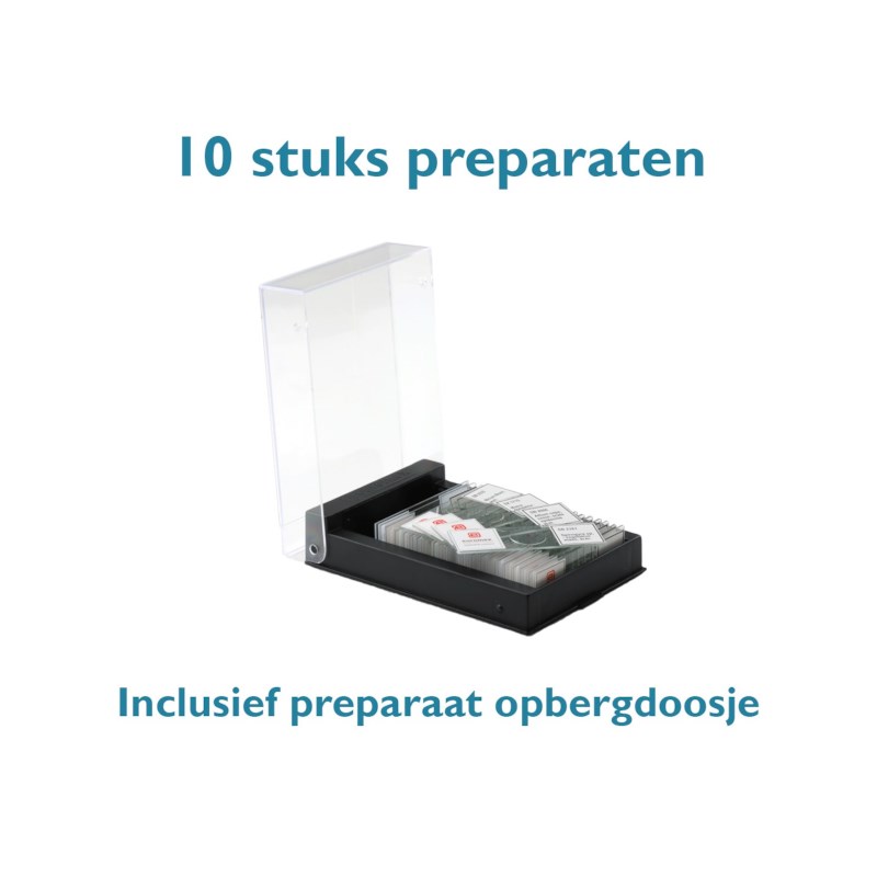 Preparaat Ui, Allium cepa, schaal epidermis w.m. (10 stuks in doos)